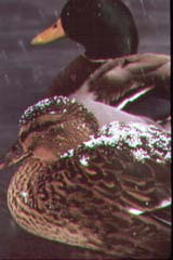 mallards.jpg