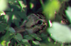 american woodcock.jpg
