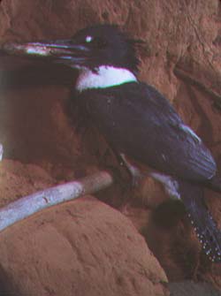 belted kingfisher.jpg