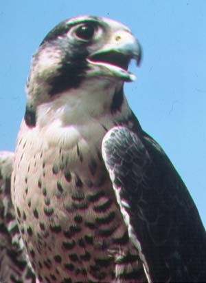 peregrine falcon.jpg