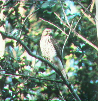red-tailed hawk.jpg