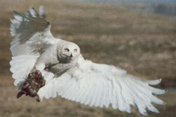 Snowy Owl.jpg