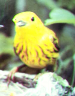 yellow warbler.jpg