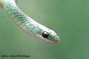 Smooth Green Snake.jpg