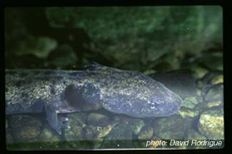 mudpuppy.jpg