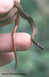 Redbelly Snake.jpg