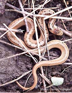 couleuvre brune.jpg