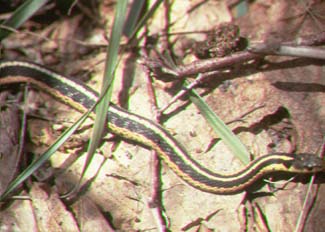 Common Garter Snake.jpg