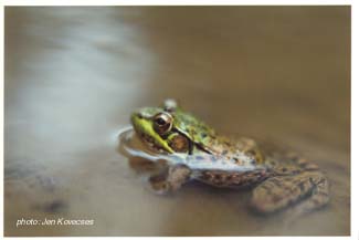 Green Frog.jpg