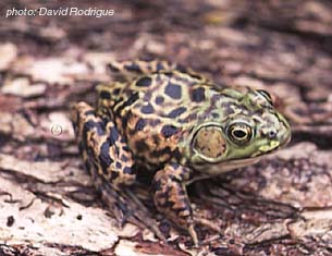 Mink Frog.jpg