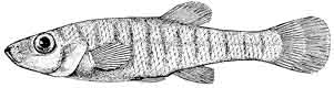banded killifish.jpg