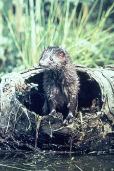 mink.jpg