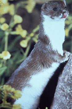 least weasel.jpg