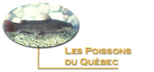 Les Poissons du Qu&eacute;bec